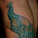 Tattoos - Peacock - 49998